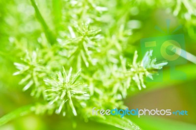 Grass Inflorescence Close Up Stock Photo