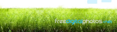 Grass Isolated Stock Photo