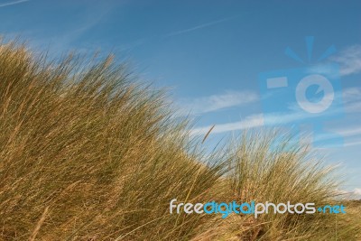 Grass On Sand Dunes Against The Sky Stock Photo