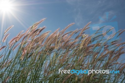 Grass, Sky, Sun, Beautiful Late Stock Photo