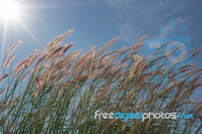 
Grass, Sky, Sun, Beautiful Late Stock Photo