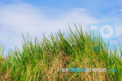 Grass With Blue Sky Stock Photo
