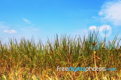 Grass With The Blue Sky Stock Photo