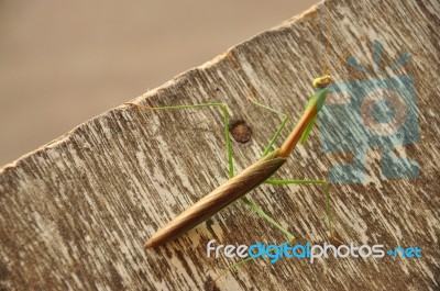 Grasshopper Stock Photo
