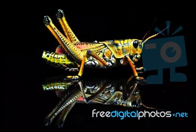 Grasshopper Stock Photo