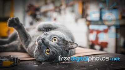 Gray Cat With Piercing Eyes Stock Photo