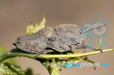 Gray Grasshopper Stock Photo