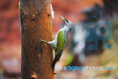 Gray-headed Woodpecker In A Rainy Spring Forest Stock Photo