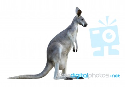 Gray Kangaroo Stock Photo