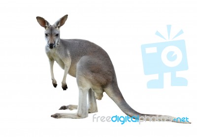 Gray Kangaroo Stock Photo