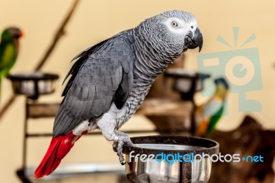 Gray Macaw With Red Tail On Bowl Stock Photo