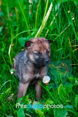 Gray Wolf Cubs In A Grass Stock Photo