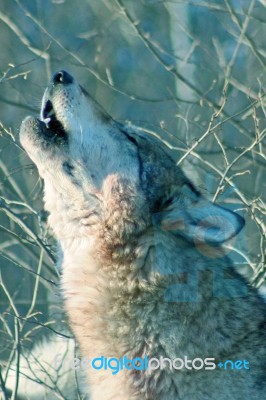 Gray Wolf Howling Stock Photo