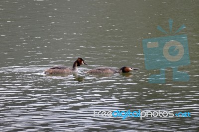 Great Crested Grebes  (podiceps Cristatus) Stock Photo