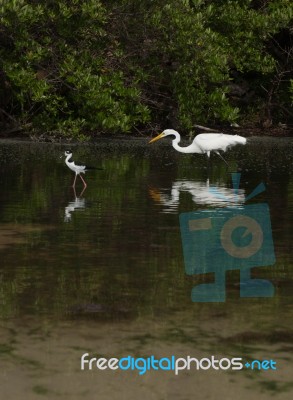 Great Egret And Black-necked Stilt Stock Photo