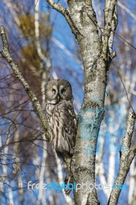 Great Gray Owl Stock Photo