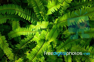 Great Green Bush Of Fern With Light And Dark Tone Stock Photo