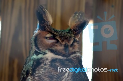 Great Horned Owl Stock Photo