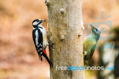 Great Spotted And Gray-headed Woodpeckers In A Spring Forest Stock Photo