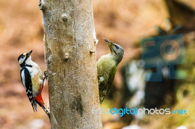 Great Spotted And Gray-headed Woodpeckers In A Spring Forest Stock Photo