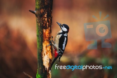 Great Spotted Woodpecker In A Rainy Spring Forest Stock Photo