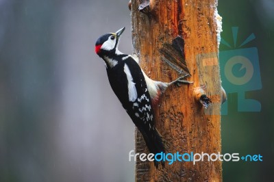Great Spotted Woodpecker In A Rainy Spring Forest Stock Photo