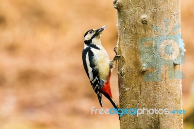 Great Spotted Woodpecker In A Spring Forest Stock Photo