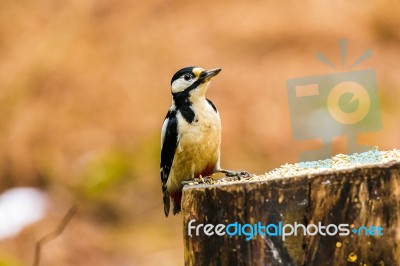 Great Spotted Woodpecker On A Stump Stock Photo