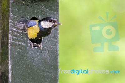 Great Tit Parent In Hole Of Nest Box Stock Photo