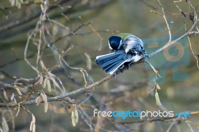 Great Tit Preening His Feathers Stock Photo