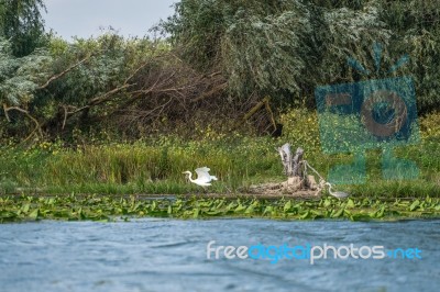 Great White Egret (egretta Alba) And Grey Heron (ardea Cinerea) Stock Photo