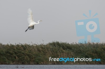 Great White Egret (egretta Alba) In The Danube Delta, Romania Stock Photo Great White Egret (egretta Alba) In The Danube Delta, Romania Stock Photo