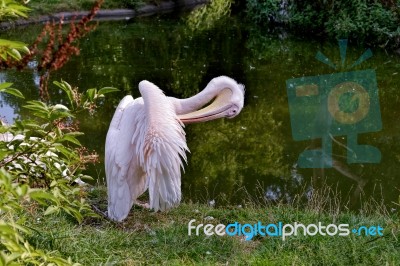 Great White Pelican (pelecanus Onocrotalus) Stock Photo