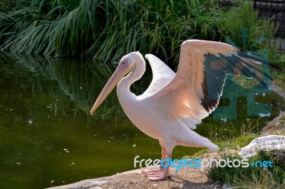 Great White Pelican (pelecanus Onocrotalus) Stock Photo