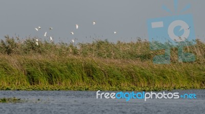 Great White Pelicans (pelecanus Onocrotalus) Flying Over The Dan… Stock Photo Great White Pelicans (pelecanus Onocrotalus) Flying Over The Dan… Stock Photo