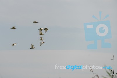 Great White Pelicans (pelecanus Onocrotalus) Flying Over The Dan… Stock Photo