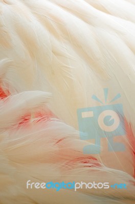Greater Flamingo Feathers Stock Photo