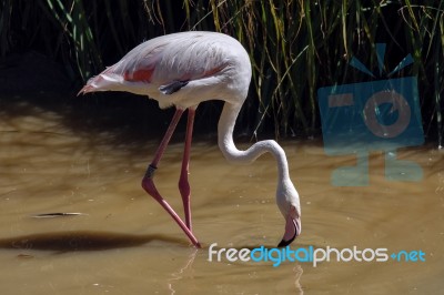 Greater Flamingo (phoenicopterus Roseus) Stock Photo