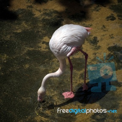 Greater Flamingo (phoenicopterus Roseus) At The Bioparc Fuengiro… Stock Photo