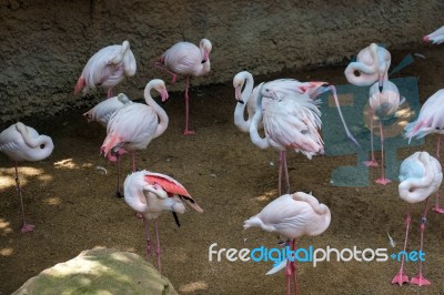 Greater Flamingos (phoenicopterus Roseus) At The Bioparc Fuengir… Stock Photo
