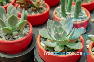 Green Aeonium Succulent Plant In Pink Rose Red Flower Pot Stock Photo