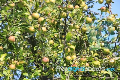 Green Apples On Tree Stock Photo