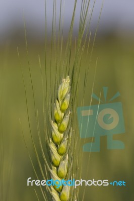 Green Barley Growing In A Field Stock Photo Green Barley Growing In A Field Stock Photo