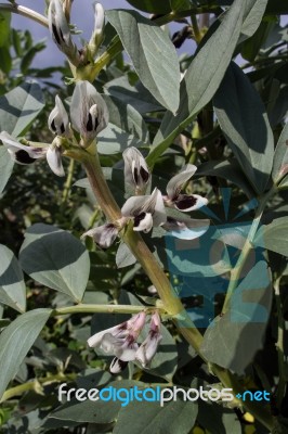 Green Beans Flowers Stock Photo