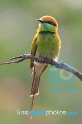 Green Bee Eater Stock Photo