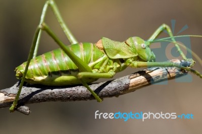 Green Bush-cricket Stock Photo