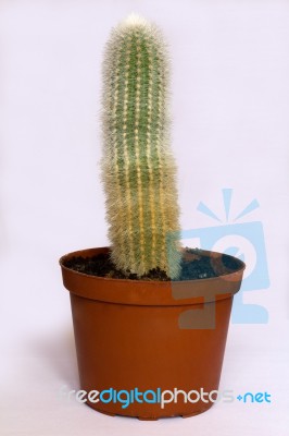 Green Cactus Stock Photo