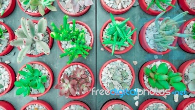 Green Cactus And Succulent Plant In Pink Rose Red Flower Pot. Top View - Flat Lay - Color Tone Stock Photo
