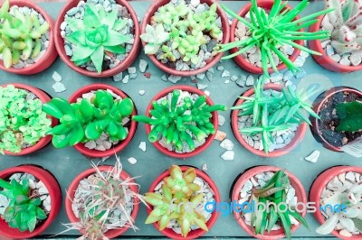 Green Cactus And Succulent Plant In Pink Rose Red Flower Pot. Top View - Flat Lay - Color Tone Stock Photo