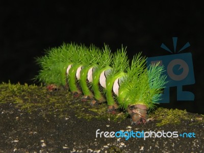 Green Caterpillar Stock Photo